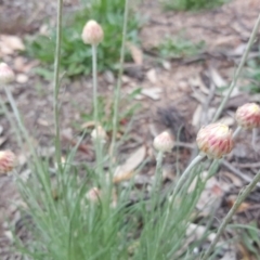 Leucochrysum albicans subsp. tricolor at Farrer, ACT - 17 Sep 2020