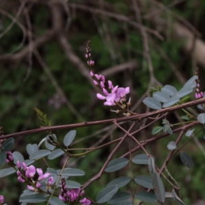 Indigofera australis subsp. australis at O'Connor, ACT - 18 Sep 2020