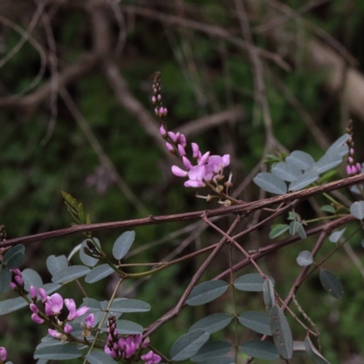 Indigofera australis subsp. australis (Australian Indigo) at O'Connor, ACT - 18 Sep 2020 by ConBoekel