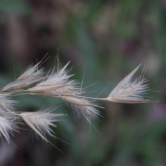 Rytidosperma sp. (Wallaby Grass) at O'Connor, ACT - 17 Sep 2020 by ConBoekel