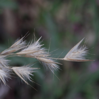 Rytidosperma sp. (Wallaby Grass) at Dryandra St Woodland - 17 Sep 2020 by ConBoekel