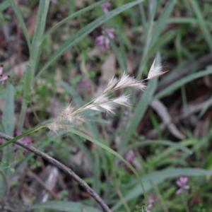 Rytidosperma sp. at O'Connor, ACT - 18 Sep 2020