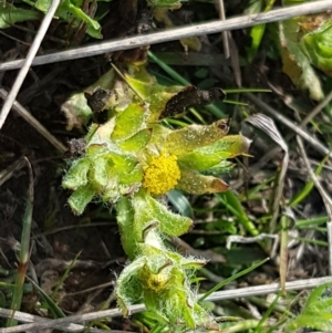 Triptilodiscus pygmaeus at Dunlop, ACT - 18 Sep 2020