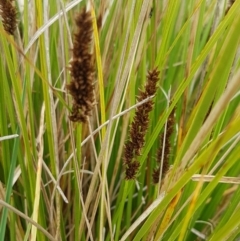 Carex appressa (Tall Sedge) at Dunlop, ACT - 18 Sep 2020 by trevorpreston