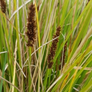 Carex appressa at Dunlop, ACT - 18 Sep 2020