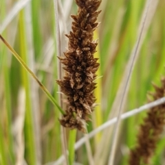 Carex appressa at Dunlop, ACT - 18 Sep 2020