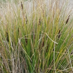 Carex appressa at Dunlop, ACT - 18 Sep 2020