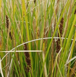 Carex appressa at Dunlop, ACT - 18 Sep 2020