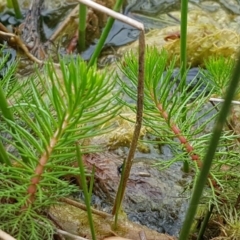 Myriophyllum crispatum (Water Millfoil) at Dunlop, ACT - 18 Sep 2020 by trevorpreston