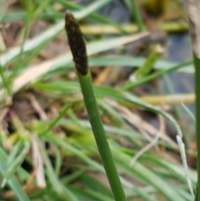 Eleocharis sp. (Spike-rush) at Dunlop, ACT - 18 Sep 2020 by tpreston