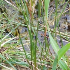 Eleocharis sp. at Dunlop, ACT - 18 Sep 2020