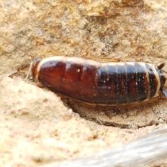 Melanozosteria dookiensis (Dookie woodland cockroach) at Dunlop, ACT - 18 Sep 2020 by trevorpreston