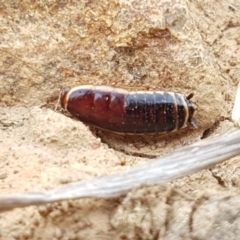 Melanozosteria dookiensis at Dunlop, ACT - 18 Sep 2020 03:54 PM