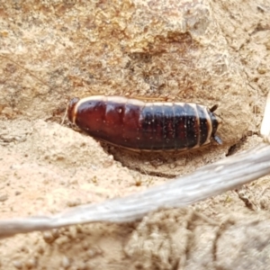 Melanozosteria dookiensis at Dunlop, ACT - 18 Sep 2020