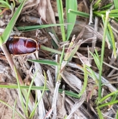 Melanozosteria dookiensis at Dunlop, ACT - 18 Sep 2020