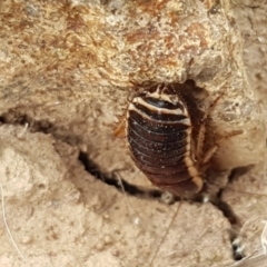 Melanozosteria dookiensis at Dunlop, ACT - 18 Sep 2020