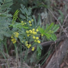 Acacia sp. (A Wattle) at Dryandra St Woodland - 17 Sep 2020 by ConBoekel