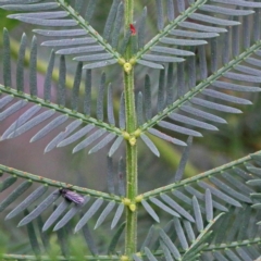 Acacia sp. at O'Connor, ACT - 18 Sep 2020