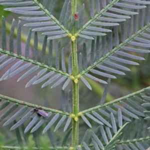 Acacia sp. at O'Connor, ACT - 18 Sep 2020