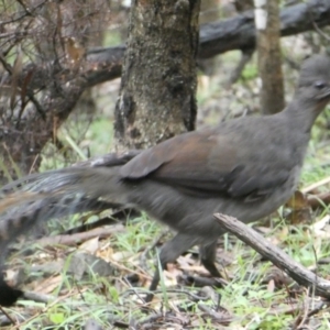 Menura novaehollandiae at Black Range, NSW - 18 Sep 2020