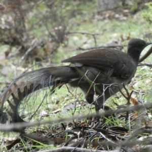 Menura novaehollandiae at Black Range, NSW - 18 Sep 2020