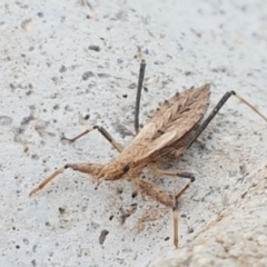 Reduviidae (family) (An assassin bug) at Dunlop, ACT - 18 Sep 2020 by trevorpreston