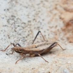 Reduviidae (family) at Dunlop, ACT - 18 Sep 2020 03:55 PM