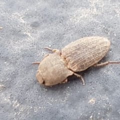 Agrypnus sp. (genus) (Rough click beetle) at Dunlop, ACT - 18 Sep 2020 by trevorpreston