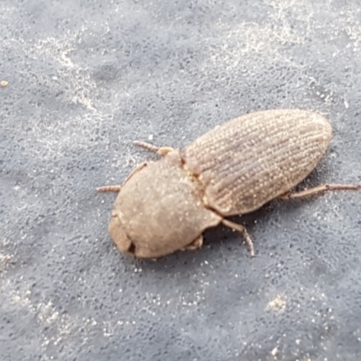 Agrypnus sp. (genus) (Rough click beetle) at Dunlop Grasslands - 18 Sep 2020 by tpreston