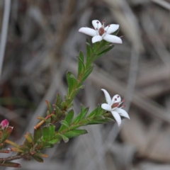 Rhytidosporum procumbens (White Marianth) at O'Connor, ACT - 17 Sep 2020 by ConBoekel