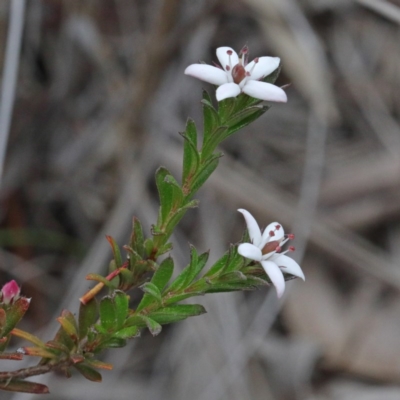 Rhytidosporum procumbens (White Marianth) at Dryandra St Woodland - 17 Sep 2020 by ConBoekel