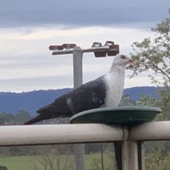 Columba leucomela (White-headed Pigeon) at Bega, NSW - 18 Sep 2020 by StephH