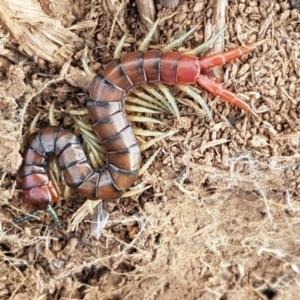 Cormocephalus aurantiipes at Dunlop, ACT - 18 Sep 2020