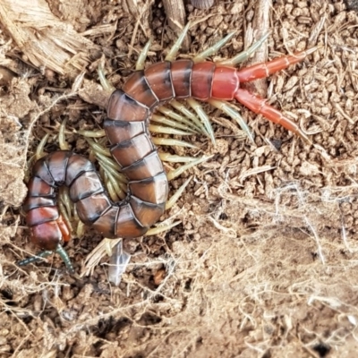 Cormocephalus aurantiipes (Orange-legged Centipede) at Dunlop, ACT - 18 Sep 2020 by trevorpreston