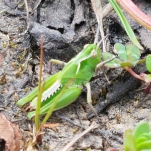 Perala viridis at Dunlop, ACT - 18 Sep 2020 04:05 PM