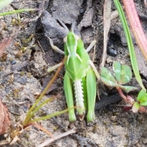 Perala viridis at Dunlop, ACT - 18 Sep 2020 04:05 PM