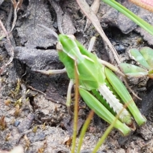 Perala viridis at Dunlop, ACT - 18 Sep 2020 04:05 PM