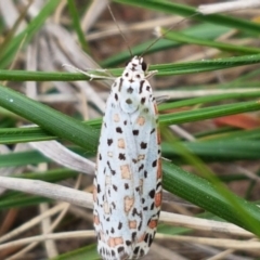 Utetheisa pulchelloides (Heliotrope Moth) at Dunlop, ACT - 18 Sep 2020 by trevorpreston