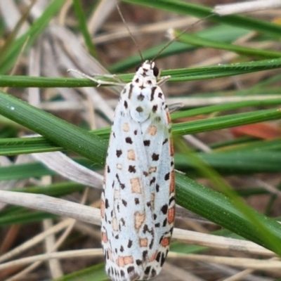 Utetheisa pulchelloides (Heliotrope Moth) at Dunlop, ACT - 18 Sep 2020 by trevorpreston