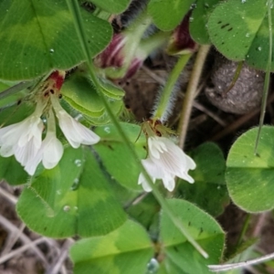 Trifolium subterraneum at Dunlop, ACT - 18 Sep 2020