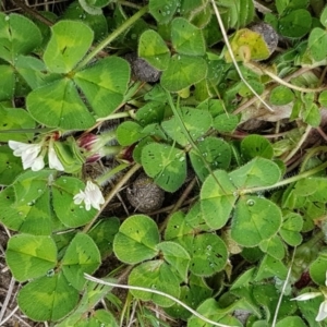 Trifolium subterraneum at Dunlop, ACT - 18 Sep 2020 04:14 PM