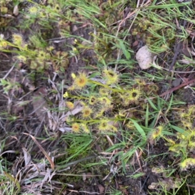 Drosera auriculata (Tall Sundew) at Nanima, NSW - 18 Sep 2020 by 81mv