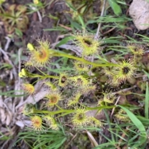 Drosera auriculata at Nanima, NSW - 18 Sep 2020 07:12 AM