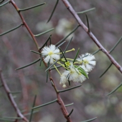 Acacia genistifolia (Early Wattle) at Dryandra St Woodland - 17 Sep 2020 by ConBoekel