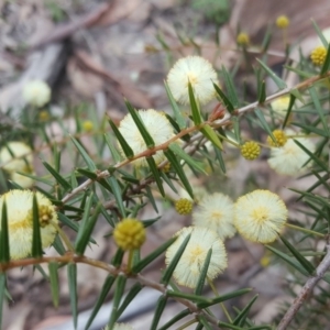 Acacia ulicifolia at Isaacs, ACT - 17 Sep 2020