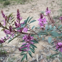 Indigofera australis subsp. australis (Australian Indigo) at Farrer, ACT - 17 Sep 2020 by Mike