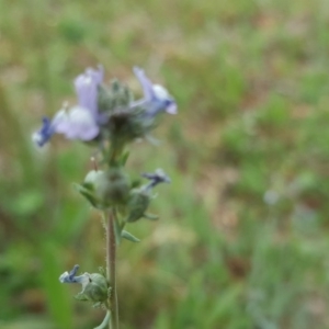 Linaria arvensis at Farrer, ACT - 17 Sep 2020 07:36 PM