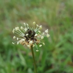 Plantago lanceolata (Ribwort Plantain, Lamb's Tongues) at Farrer Ridge - 17 Sep 2020 by Mike