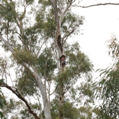 Callocephalon fimbriatum (Gang-gang Cockatoo) at Dryandra St Woodland - 17 Sep 2020 by ConBoekel