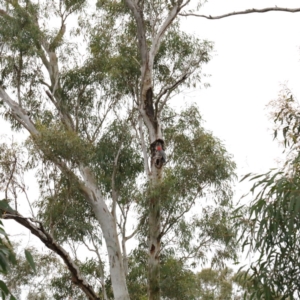 Callocephalon fimbriatum at O'Connor, ACT - suppressed